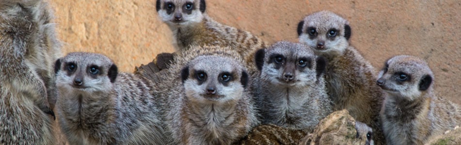 meerkats